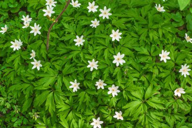 ormanda bahar çiçekleri