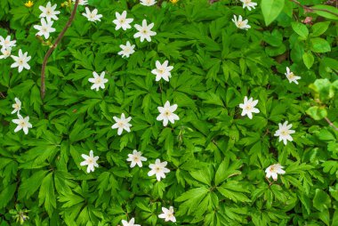 ormanda bahar çiçekleri