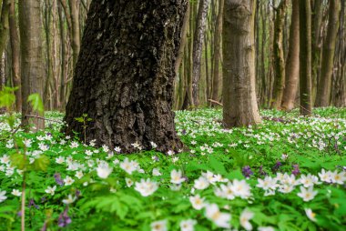 ormanda bahar çiçekleri
