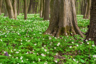 ormanda bahar çiçekleri