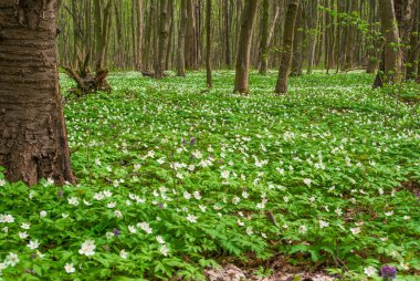 ormanda bahar çiçekleri