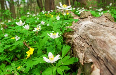 ormanda bahar çiçekleri
