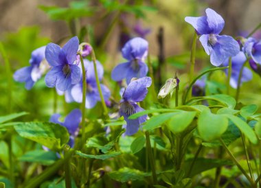 ormanda bahar çiçekleri