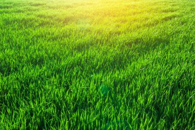 Yeşil çim buğday alanında