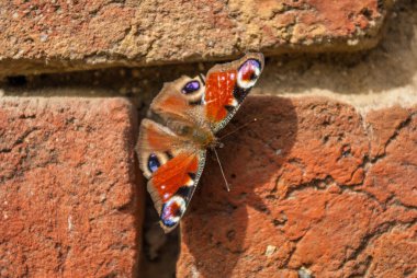 Tuğla duvara kelebek