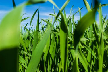 Yeşil çim buğday alanında