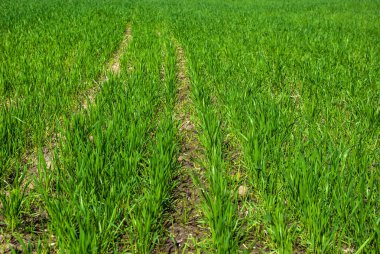 Yeşil çim buğday alanında