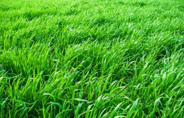 Yeşil çim buğday alanında