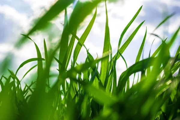 Grasa verde trigo en el campo —  Fotos de Stock