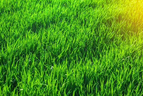 Green grass wheat in field — Stock Photo, Image