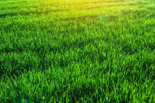Grasa verde trigo en el campo —  Fotos de Stock