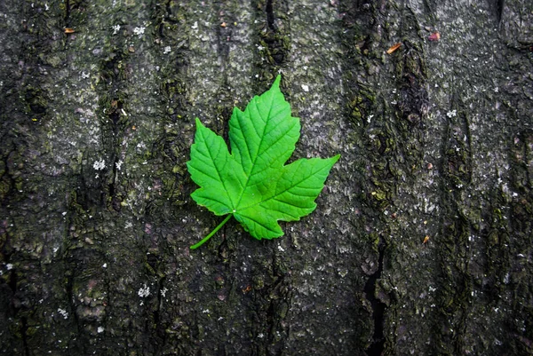 Hoja verde sobre madera — Foto de Stock