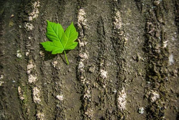 Hoja verde sobre madera — Foto de Stock