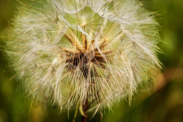 Large dandelion white color