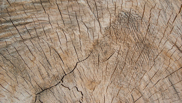 Wood texture