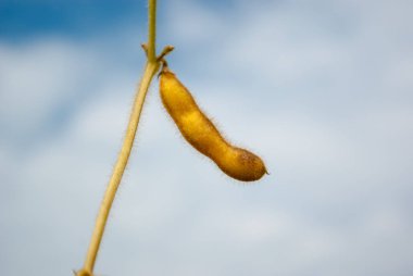 Soya gökyüzü arka plan üzerinde