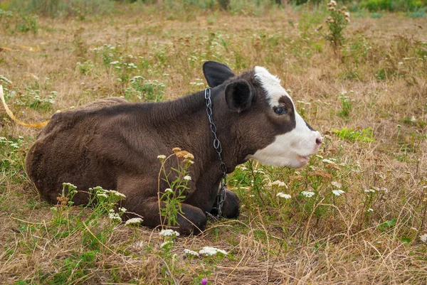 Calf — Stock Photo, Image