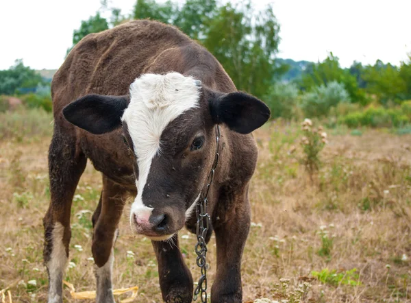 Calf — Stock Photo, Image