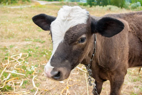 Calf — Stock Photo, Image