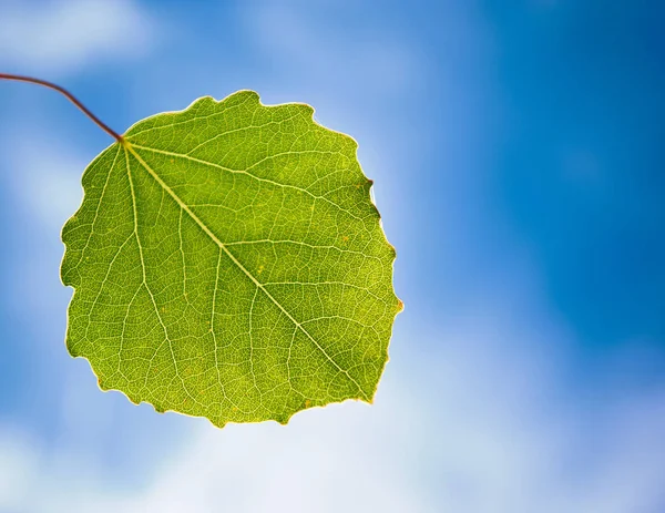 Folha Verde Uma Árvore Contra Céu Azul — Fotografia de Stock