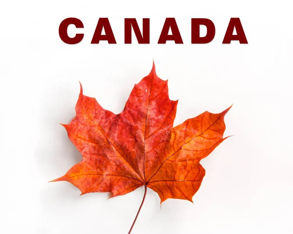 Canada logo maple leaf Love Canada — Stock Photo, Image