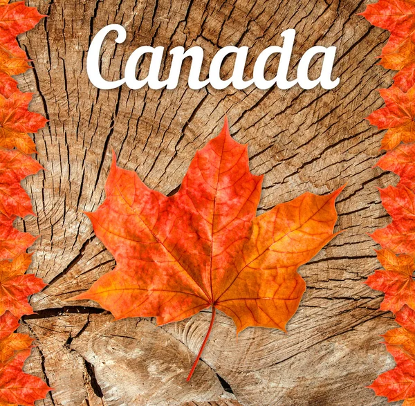 Canadá logo maple leaf Love Canada —  Fotos de Stock