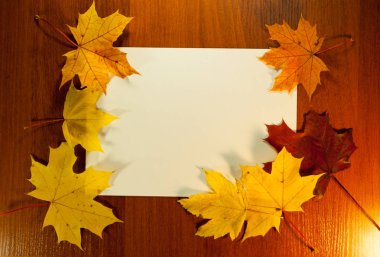 Sarı ve kırmızı akçaağaç sonbahar sınırdan yapraklar