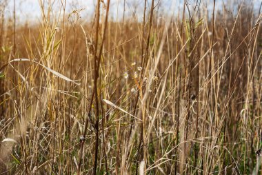 Alandaki sarı kuru ot