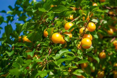 Sarı erik ağacı üzerinde