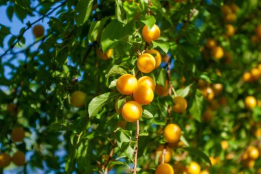 Sarı erik ağacı üzerinde