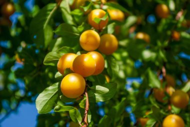 Sarı erik ağacı üzerinde