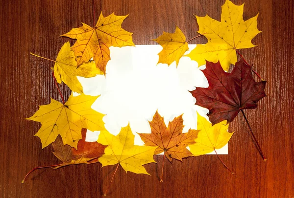 Borde otoñal de hojas de arce amarillo y rojo —  Fotos de Stock