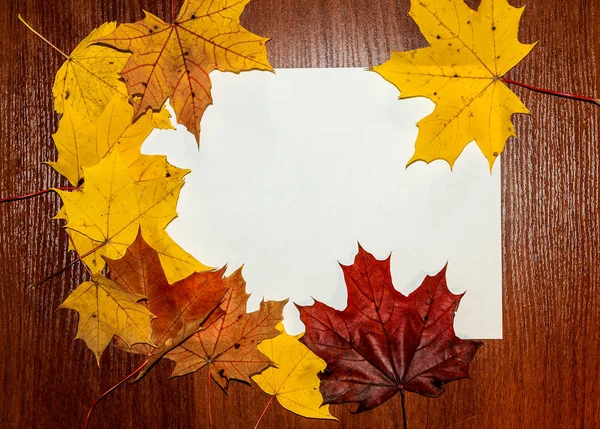 Bordure automnale des feuilles d'érable jaune et rouge — Photo