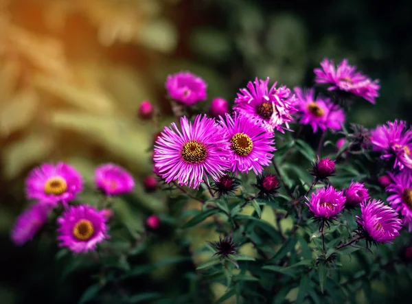 Violet flowers of Asturias of New England. The botanical name is — Stock Photo, Image