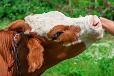 Baş buzağı yakın çekim