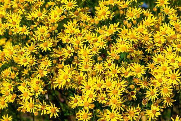 Gelbe Blüten von Hypericum. — Stockfoto