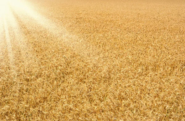 Campo de trigo seco madurado amarillo —  Fotos de Stock