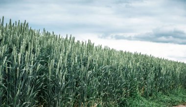 Genç buğday tırmanıştır. Arka plan doğa, alan, tarım.