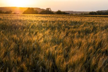 Sarı olgun buğday alanında. Gün batımı. Bir backl ile aydınlatılmış