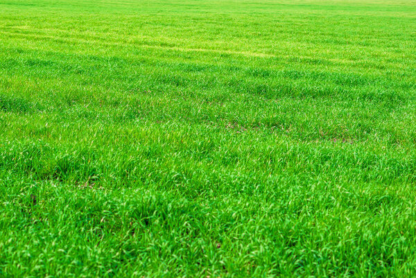 Field of green young wheat. Green grass