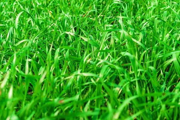 Campo de trigo joven verde. Hierba verde —  Fotos de Stock