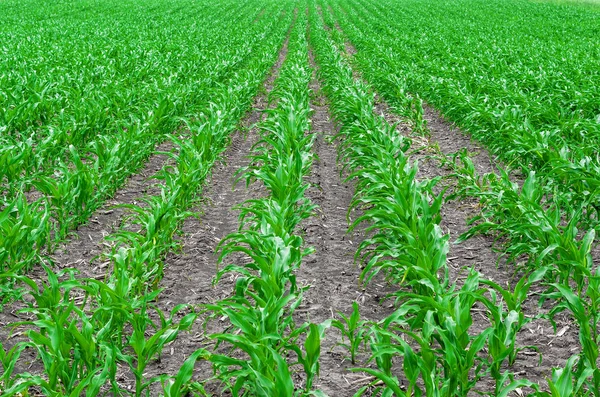 Satır alanında genç Mısır lahanası ekili