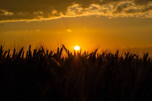 Trigo amarillo maduro en el campo. Puesta de sol. Iluminado con un respaldo —  Fotos de Stock