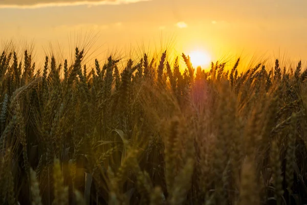 Trigo amarillo maduro en el campo. Puesta de sol. Iluminado con un respaldo —  Fotos de Stock