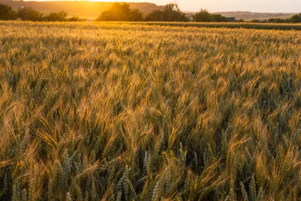 Sarı olgun buğday alanında. Gün batımı. Bir backl ile aydınlatılmış — Stok fotoğraf