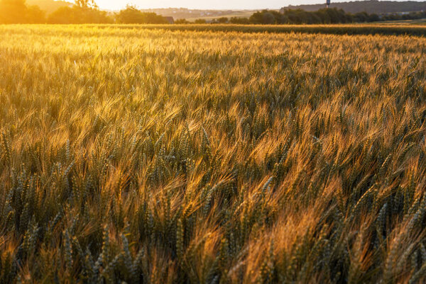 Yellow ripe wheat in the field. Sunset. Illuminated with a backl