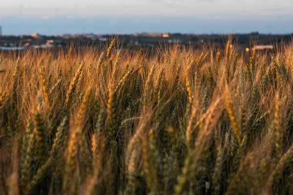 Trigo amarillo maduro en el campo. Puesta de sol. Iluminado con un respaldo — Foto de Stock