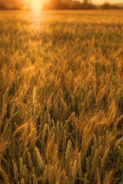 Trigo amarillo maduro en el campo. Puesta de sol. Iluminado con un respaldo —  Fotos de Stock
