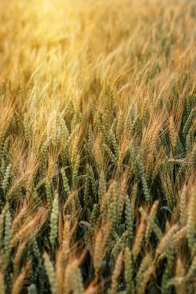 黄色成熟的小麦在田间。日落.用后退照明 — 图库照片