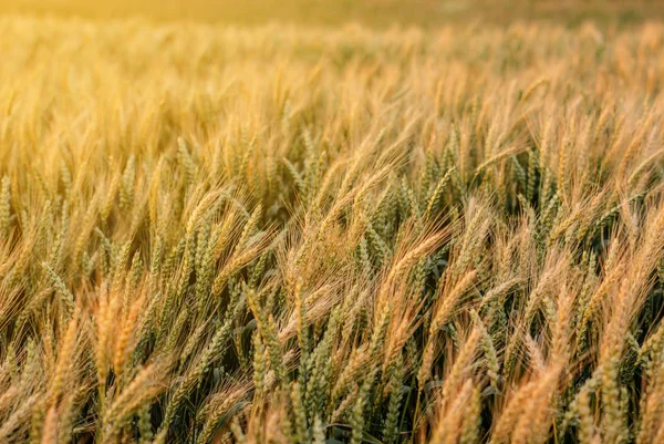 Trigo amarillo maduro en el campo. Puesta de sol. Iluminado con un respaldo —  Fotos de Stock